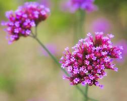 Red flower with beautiful petals individually depicted on a flower meadow. photo