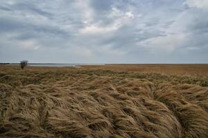 Bird lookout Pramort on the darss. wide landscape with view to the bodden and the baltic sea photo