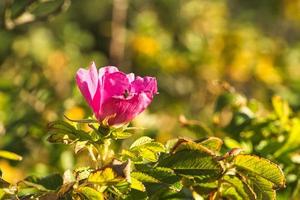 colorful flower freely displayed photo