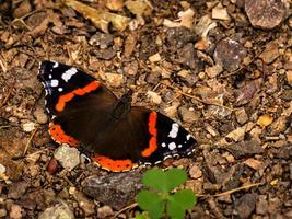 Admiral butterfly on the forest floor. Rare insect with bright colors.Macro animal photo