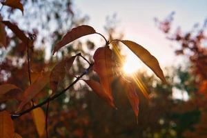 Sun rays in autumn shine through colored leaves on tree. Trees in the background photo