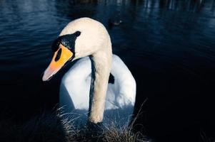 Mute swan on the shore. Interested look of the water bird. Bird from Brandenburg photo