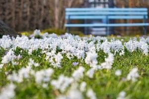 Star hyacinths are early bloomers that herald spring. Field of flowers in front of bank. photo