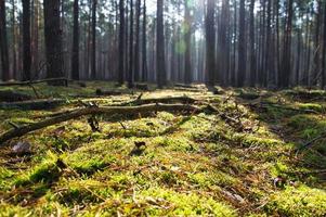 bosque de coníferas en otoño con musgo en el suelo del bosque y cálida luz otoñal. foto