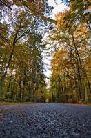 forest path in the neuruppina heath. in autumnal light atmosphere photo