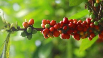 cerezas de café rojas en las ramas y maduras para que estén listas para ser cosechadas. fruta de café de la isla de java indonesia. foto