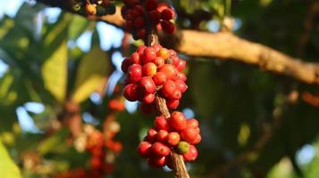 cerezas de café rojas en las ramas y maduras para que estén listas para ser cosechadas. fruta de café de la isla de java indonesia. foto