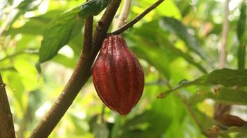 vaina de cacao roja en el árbol en el campo. cacao o theobroma cacao l. es un árbol cultivado en plantaciones originario de sudamérica, pero ahora se cultiva en diversas zonas tropicales. java, indonesia. foto