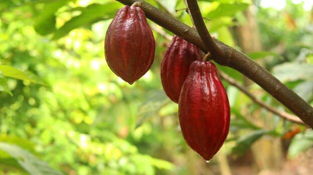 Red cocoa pod on tree in the field. Cocoa or Theobroma cacao L. is a cultivated tree in plantations originating from South America, but is now grown in various tropical areas. Java, Indonesia. photo