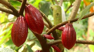 vaina de cacao roja en el árbol en el campo. cacao o theobroma cacao l. es un árbol cultivado en plantaciones originario de sudamérica, pero ahora se cultiva en diversas zonas tropicales. java, indonesia. foto
