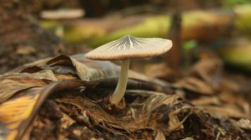 mushroom plant growing on a rotting banana stem on a blurry nature background. photo