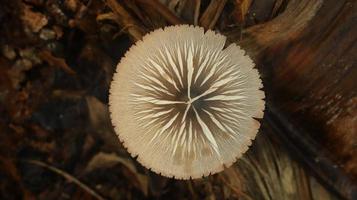 mushroom plant growing on a rotting banana stem on a blurry nature background. photo