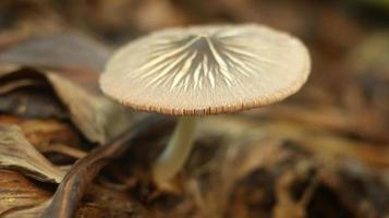 mushroom plant growing on a rotting banana stem on a blurry nature background. photo