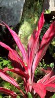 Andong, ti or hanjuang is an ornamental plant from the Asparagaceae family, which is native to Austronesia, Southeast Asia and Oceania. Close up red leaves of cordyline fruticosa. photo