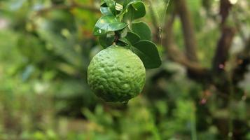 Citrus hystrix, called the kaffir lime or makrut lime,  is a citrus fruit native to tropical Southeast Asia. Kaffir lime hung on tree with green nature background. photo