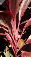 Andong, ti or hanjuang is an ornamental plant from the Asparagaceae family, which is native to Austronesia, Southeast Asia and Oceania. Close up red leaves of cordyline fruticosa. photo