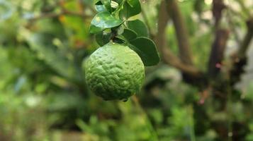 Citrus hystrix, called the kaffir lime or makrut lime,  is a citrus fruit native to tropical Southeast Asia. Kaffir lime hung on tree with green nature background. photo