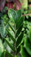 primer plano de la planta zamioculcas zamiifolia, gema de zanzíbar o palma esmeralda. conocida como planta dólar o planta zz. fondo de naturaleza verde. foto