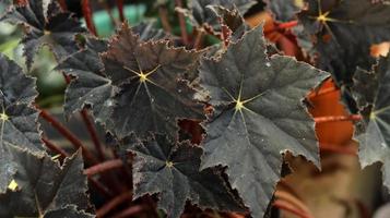 The leaves of the red velvet begonia plant are unique in the form of a dark red star. Begonia is a genus of perennial flowering plants in the family Begoniaceae. Nature background. photo