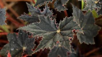The leaves of the red velvet begonia plant are unique in the form of a dark red star. Begonia is a genus of perennial flowering plants in the family Begoniaceae. Nature background. photo
