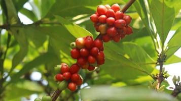 cerezas de café rojas en las ramas y maduras para que estén listas para ser cosechadas. fruta de café de la isla de java indonesia. foto