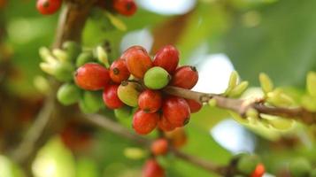 cerezas de café rojas en las ramas y maduras para que estén listas para ser cosechadas. fruta de café de la isla de java indonesia. foto