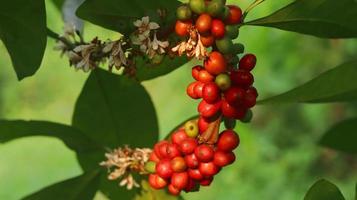 red coffee cherries on the branches and ripe so they are ready to be harvested. Coffee fruit from java island Indonesia. photo