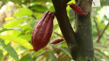 vaina de cacao roja en el árbol en el campo. cacao o theobroma cacao l. es un árbol cultivado en plantaciones originario de sudamérica, pero ahora se cultiva en diversas zonas tropicales. java, indonesia. foto