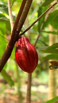 Red cocoa pod on tree in the field. Cocoa or Theobroma cacao L. is a cultivated tree in plantations originating from South America, but is now grown in various tropical areas. Java, Indonesia. photo