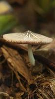 mushroom plant growing on a rotting banana stem on a blurry nature background. photo