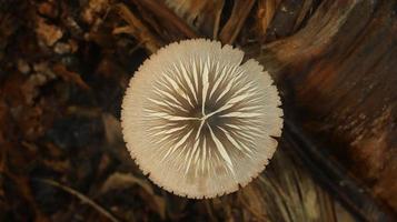 mushroom plant growing on a rotting banana stem on a blurry nature background. photo