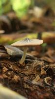 mushroom plant growing on a rotting banana stem on a blurry nature background. photo