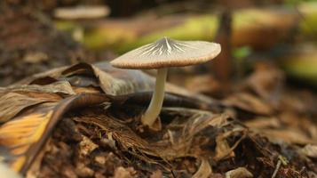 mushroom plant growing on a rotting banana stem on a blurry nature background. photo