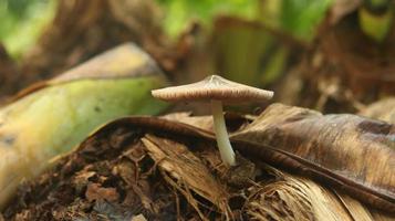 mushroom plant growing on a rotting banana stem on a blurry nature background. photo