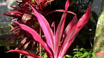 Andong, ti or hanjuang is an ornamental plant from the Asparagaceae family, which is native to Austronesia, Southeast Asia and Oceania. Close up red leaves of cordyline fruticosa. photo