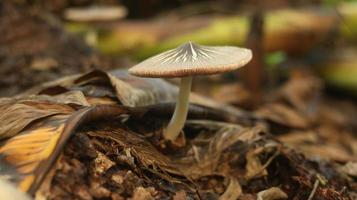 mushroom plant growing on a rotting banana stem on a blurry nature background. photo