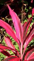 Andong, ti or hanjuang is an ornamental plant from the Asparagaceae family, which is native to Austronesia, Southeast Asia and Oceania. Close up red leaves of cordyline fruticosa. photo