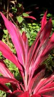 Andong, ti or hanjuang is an ornamental plant from the Asparagaceae family, which is native to Austronesia, Southeast Asia and Oceania. Close up red leaves of cordyline fruticosa. photo