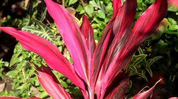 Andong, ti or hanjuang is an ornamental plant from the Asparagaceae family, which is native to Austronesia, Southeast Asia and Oceania. Close up red leaves of cordyline fruticosa. photo