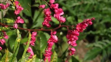 flores rosadas de primer plano, enredadera mexicana, arbusto de abeja, vid de coral, cadena de amor, corazones en una cadena, enredadera de honolulu, rosa de montaña coralvina sobre fondo borroso foto