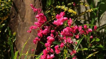 flores rosadas de primer plano, enredadera mexicana, arbusto de abeja, vid de coral, cadena de amor, corazones en una cadena, enredadera de honolulu, rosa de montaña coralvina sobre fondo borroso foto