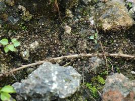 Black termites transport soil photo