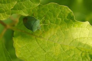 Bugs on a leaf in the garden. Macro shot of the insect photo