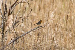 Robin on a branch in the National Park . Colorful plumage of the small songbird. photo