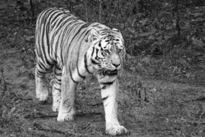 Siberian tiger in black white. Elegant big cat. Endangered predator.Mammal animal photo