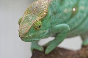 Chameleon on a branch with eye contact with the viewer. green, yellow red scales photo