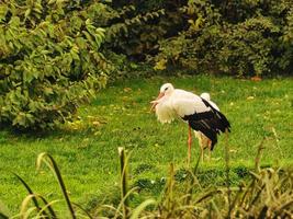 storks on a grass meadow. elegant in black and white plumage photo