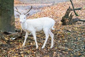 white deer isolated in a deciduous forest. photo