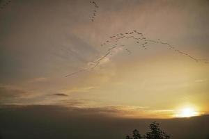 Cranes moving in formation in the sky. Migratory birds on the Darss. photo