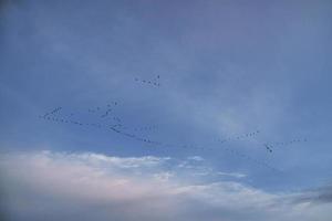 grúas moviéndose en formación en el cielo. aves migratorias en el darss. foto